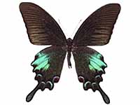 Papilio bianor pinratanai ♂ Up.