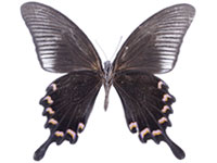 Papilio bianor pinratanai ♂ Un.
