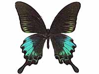 Papilio bianor pinratanai ♂ Up.