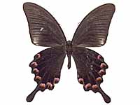 Papilio bianor pinratanai ♂ Un.