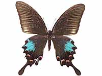Papilio bianor pinratanai ♀ Up.