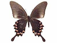 Papilio bianor pinratanai ♀ Un.
