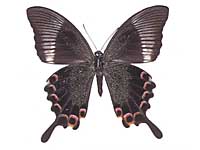 Papilio paris paris ♂ Un.