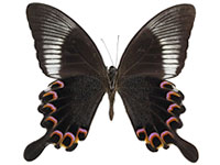 Papilio paris paris ♂ Un.