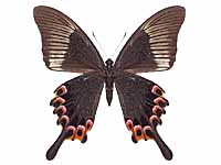 Papilio paris paris ♀ Un.