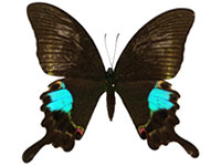 Papilio paris paris ♀ Up.