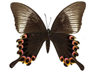Papilio paris paris ♀ Un.