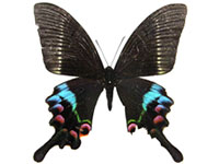 Papilio krishna charlesi ♂ Up.