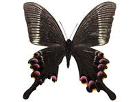 Papilio krishna charlesi ♂ Un.