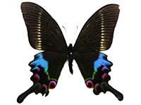 Papilio krishna charlesi ♂ Up.