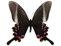 Papilio krishna charlesi ♂ Un.