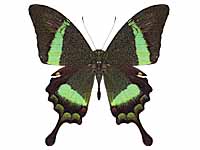 Papilio palinurus palinurus ♂ Up.