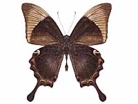Papilio palinurus palinurus ♂ Un.