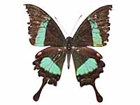 Papilio palinurus palinurus ♂ Up.