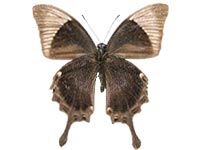 Papilio palinurus palinurus ♂ Un.