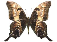 Meandrusa lachinus aribbas ♂ Un.