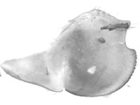 Graphium sarpedon ♂ genitalia