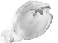 Graphium septentrionicolus ♂ genitalia
