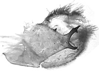 Graphium evemon eventus ♂ genitalia