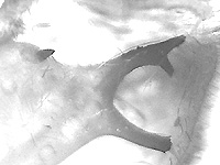 Graphium evemon eventus ♂ genitalia