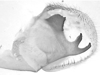 Graphium bathycles bathycloides ♂ genitalia