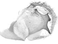 Graphium chironides malayanum ♂ genitalia