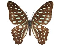 Graphium arycles arycles ♀ Up.