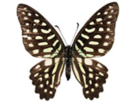 Graphium arycles arycles ♀ Up.
