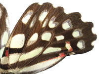 Graphium arycles arycles UnH