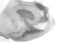 Graphium nomius swinhoei ♂ genitalia