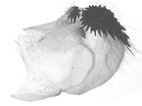 Graphium antiphates nebulosus ♂ genitalia