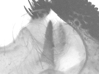 Graphium antiphates nebulosus ♂ genitalia