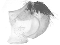 Graphium antiphates toshikazui ♂ genitalia
