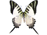 Graphium antiphates matsui ♂ Up.