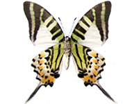 Graphium antiphates matsui ♂ Un.