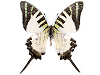 Graphium antiphates matsui ♂ Up.