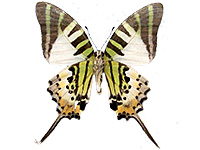 Graphium antiphates matsui ♂ Un.