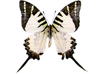 Graphium antiphates matsui ♂ Up.