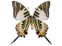 Graphium antiphates matsui ♂ Un.