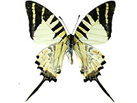 Graphium antiphates matsui ♂ Up.