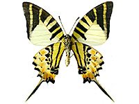 Graphium antiphates matsui ♂ Un.