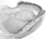 Graphium macareus perakensis ♂ genitalia