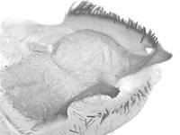 Graphium macareus perakensis ♂ genitalia
