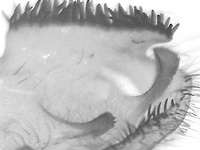 Graphium xenocles kephisos ♂ genitalia