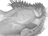 Graphium ramaceus pendleburyi ♂ genitalia