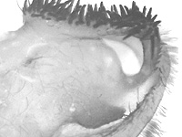 Graphium delessertii delessertii ♂ genitalia