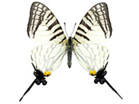 Graphium eurous inthanon ♀ Up.