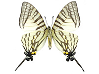 Graphium eurous inthanon ♀ Un.