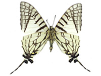 Graphium daiyuanae