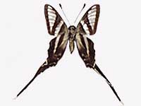 Lamproptera curius curius ♂ Un.